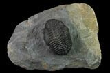 Austerops Trilobite - Nice Eye Facets #137559-1